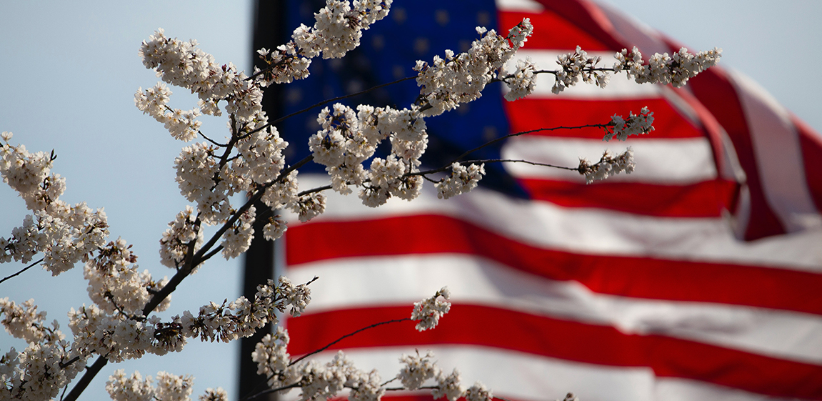 Flag of USA with white flowers Flag of USA with white flowers